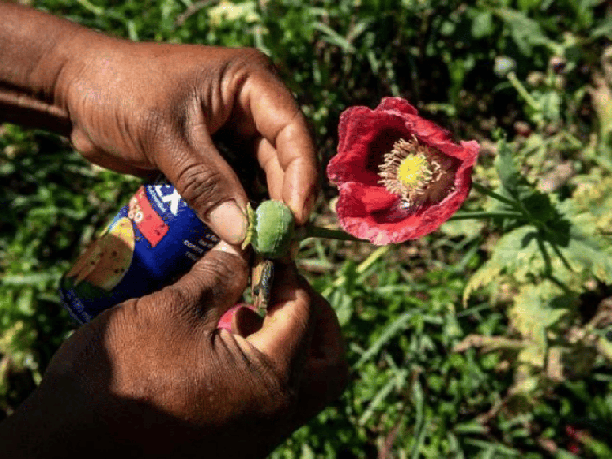 El precio del opio se triplica en Afganistán, el mayor productor del mundo