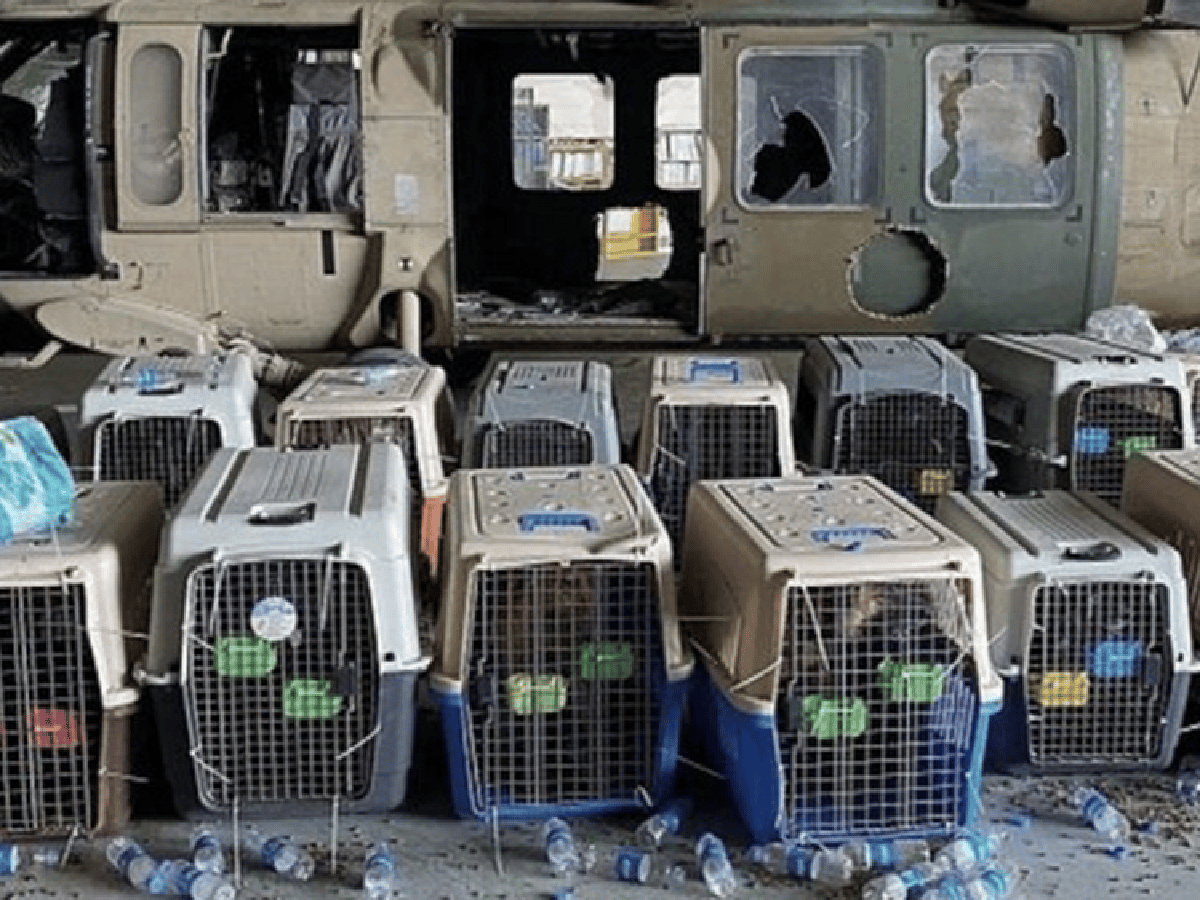 Denunciaron que EEUU abandonó a sus perros en Kabul, pero el Pentágono lo desmiente