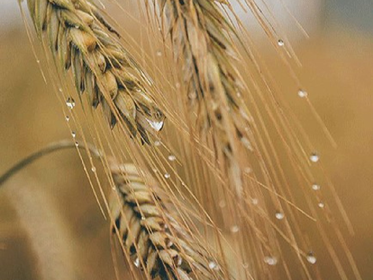 Lluvias de septiembre salvan al trigo en la región núcleo