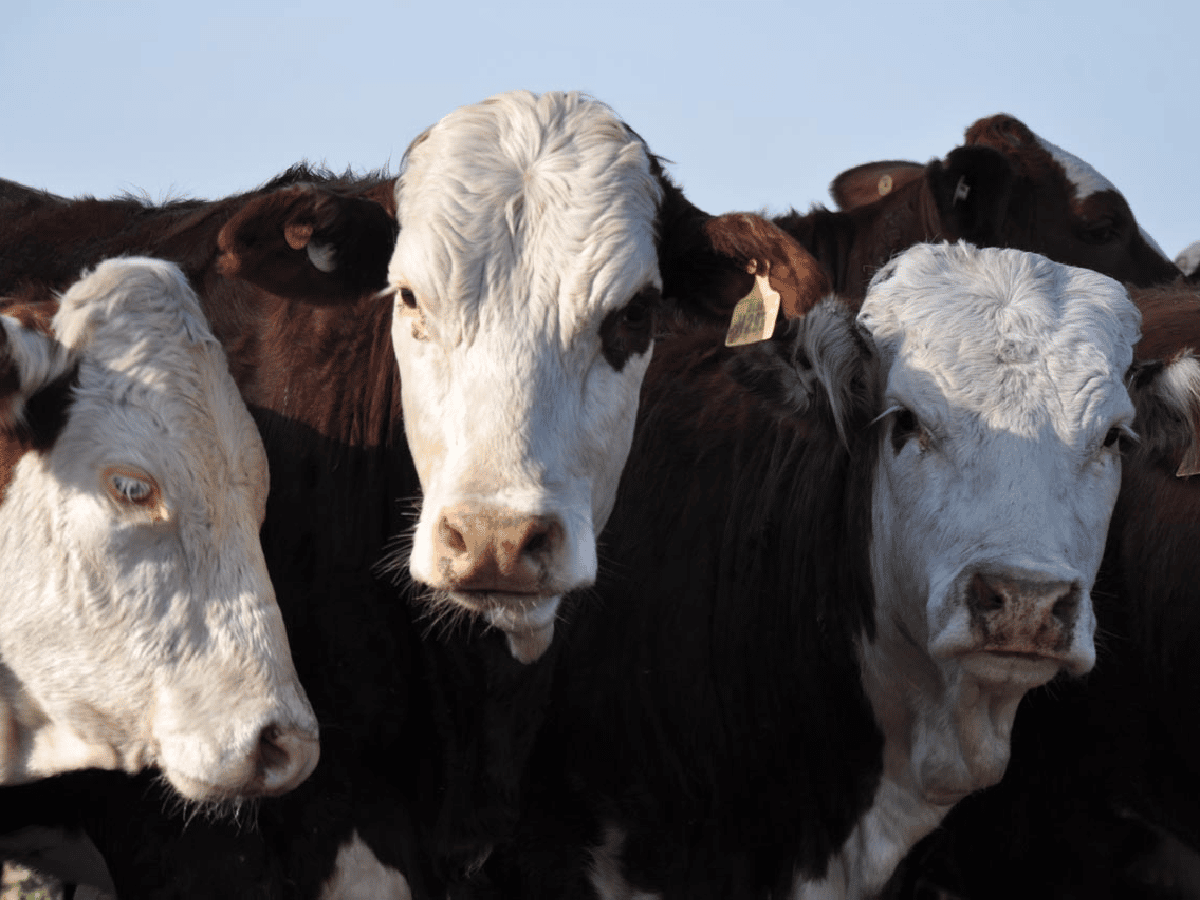 Stock bovino alcanzaría las 53,5 millones de cabezas a fin de año     