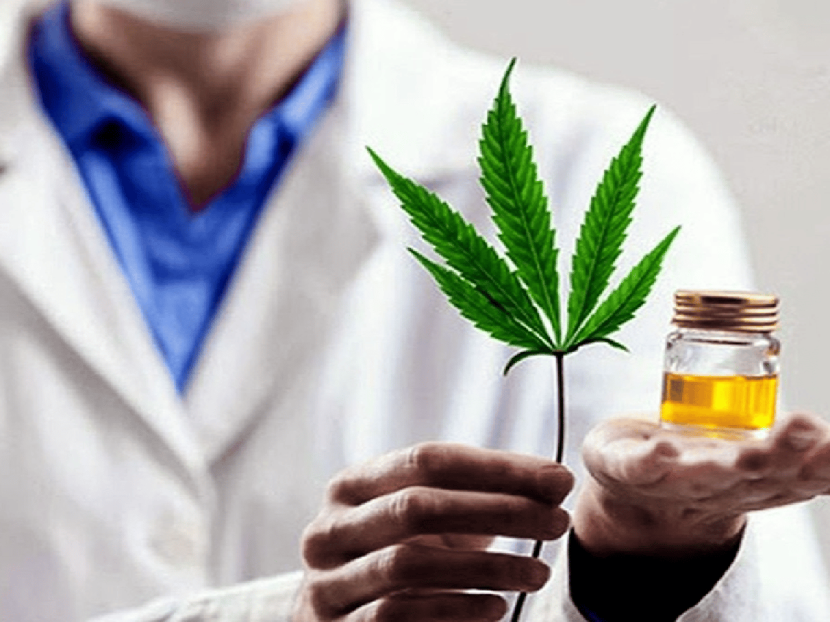 El 75,5% de los usuarios de cannabis medicinal redujeron el consumo de fármacos