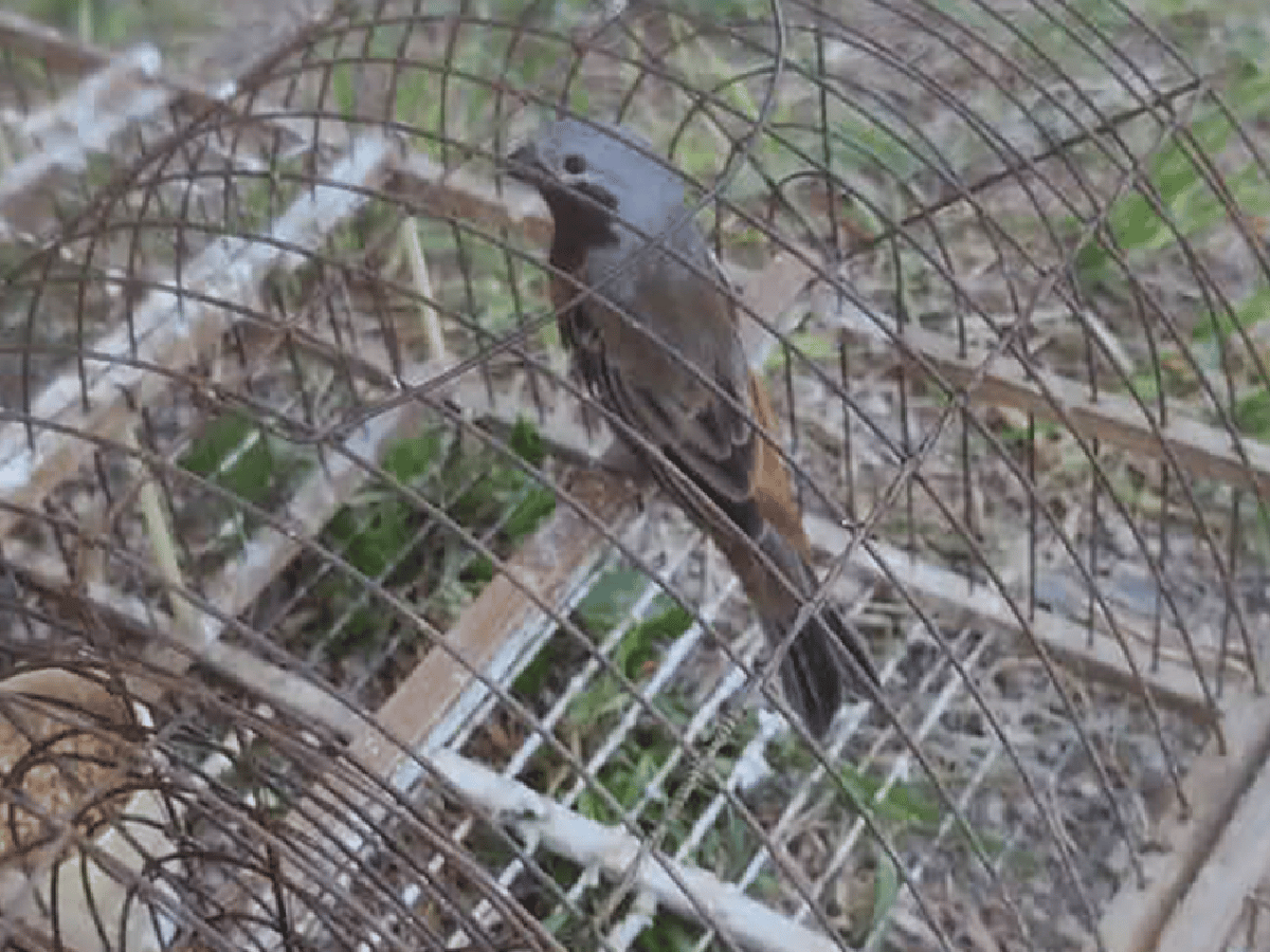 Policía Ambiental rescató pájaros entrampados en Altos de Chipión