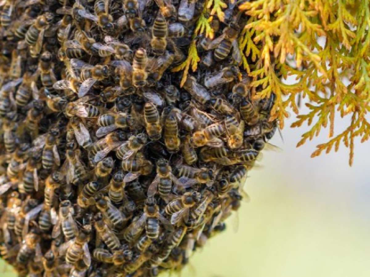 Prevención ante la presencia de enjambres de abejas