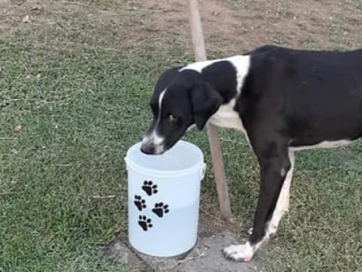Campaña “Un tarrito de agua”  para los perros de la calle 