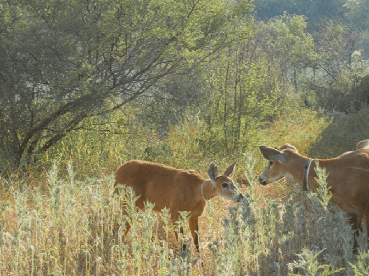 Una pareja de ciervos llegó al Impenetrable a un siglo de su desaparición en la zona