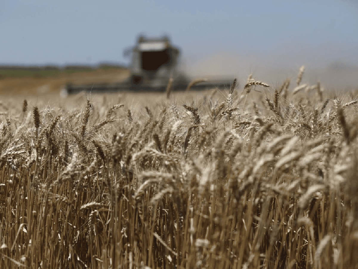 El trigo cordobés, por encima del rinde promedio nacional      