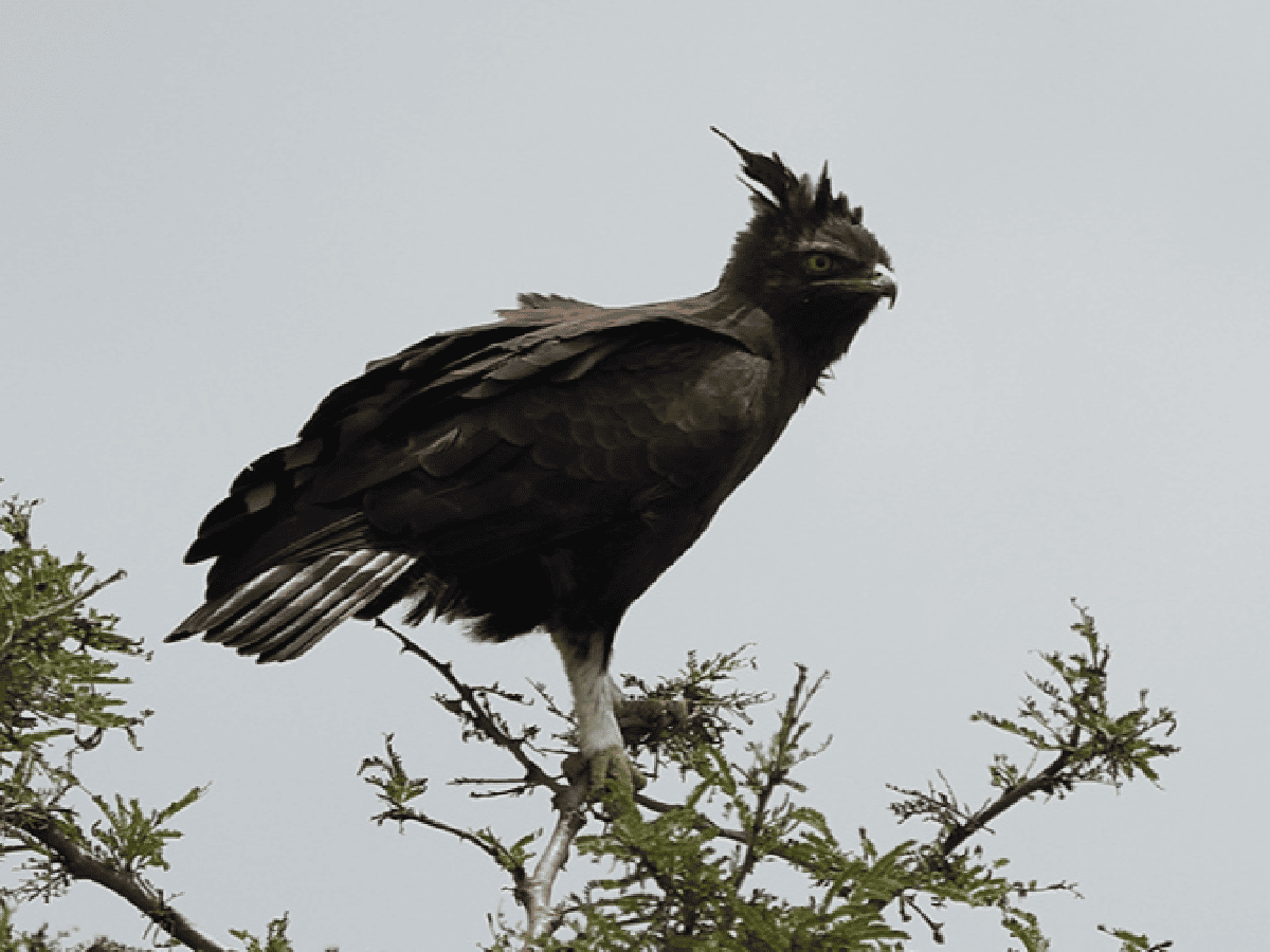 Avistaron  dos pichones de águila coronada, un ave en peligro de extinción