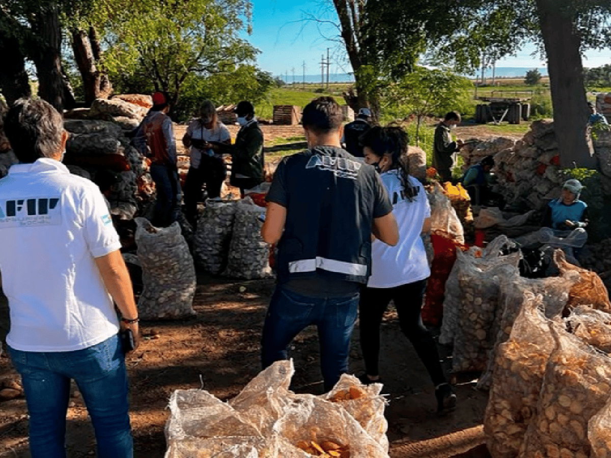 Detectaron explotación laboral en campos de papa en San Luis y Córdoba