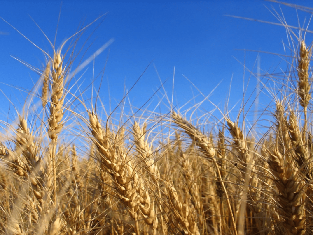 El Gobierno evalúa reforzar el fideicomiso de trigo           