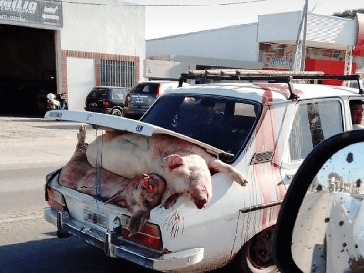 La Justicia de Córdoba investiga  si hubo algún tipo de delito tras el vuelco de un camión con cerdos