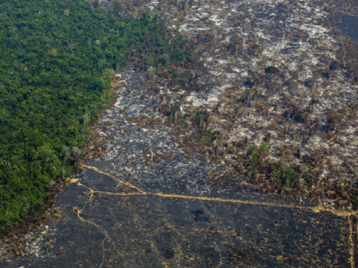 La deforestación de la Amazonia marcó un nuevo récord para febrero
