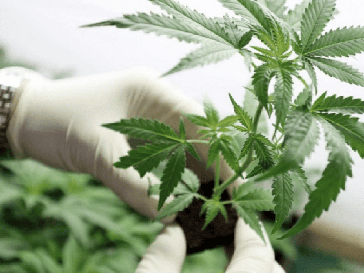 Crean categoría de productos vegetales a base de cannabis con fines terapéuticos