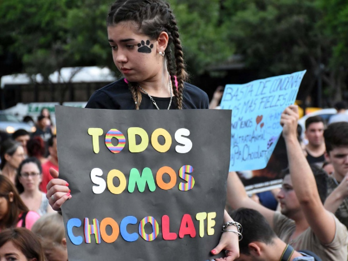 Perspectiva animalista: piden nuevas leyes y endurecer las penas por maltrato