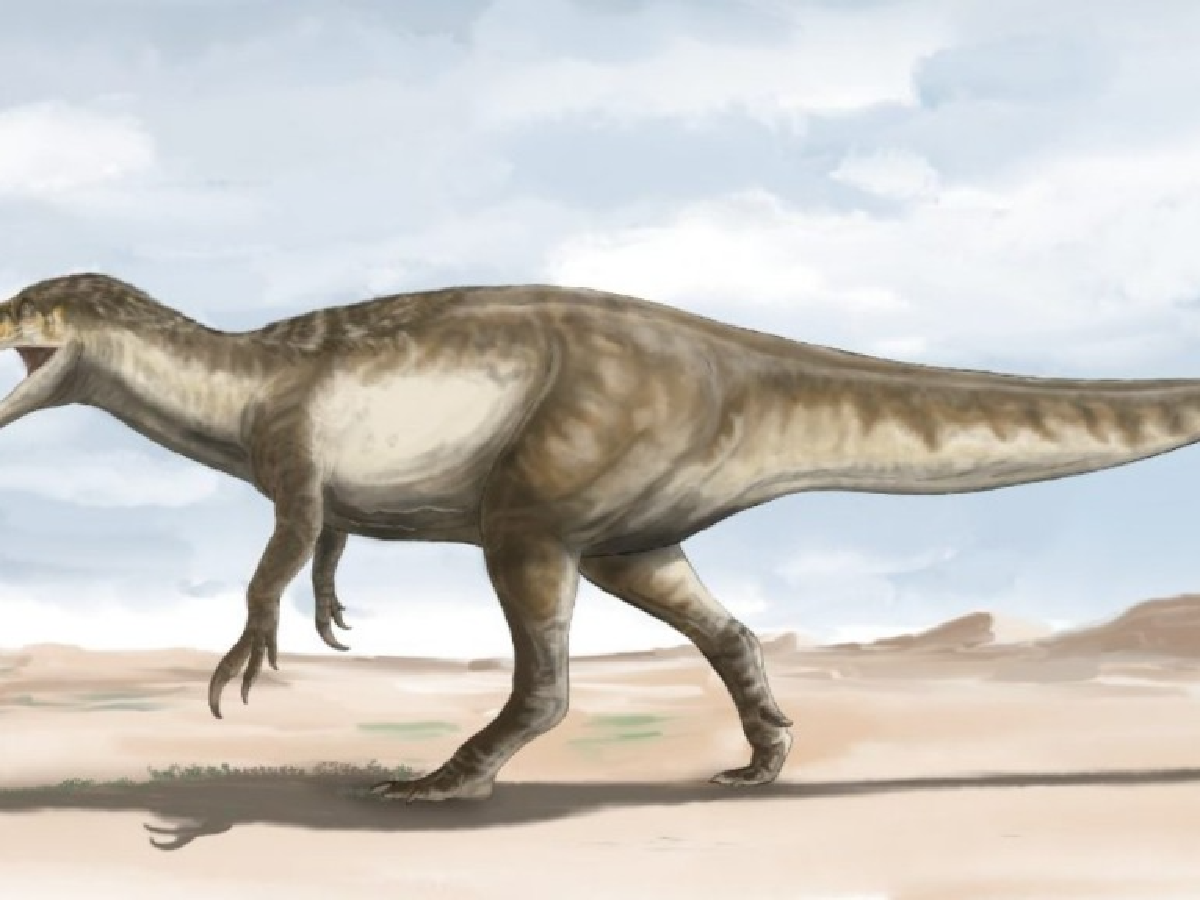 Hallaron en la Patagonia el dinosaurio megaraptor más grande conocido hasta ahora
