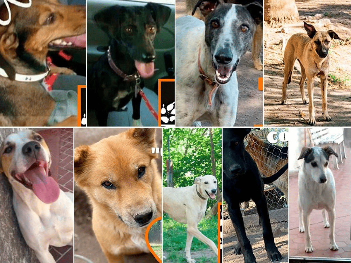 Refugio de Mascotas lucha contra el tiempo para que 9 perros encuentren un hogar   