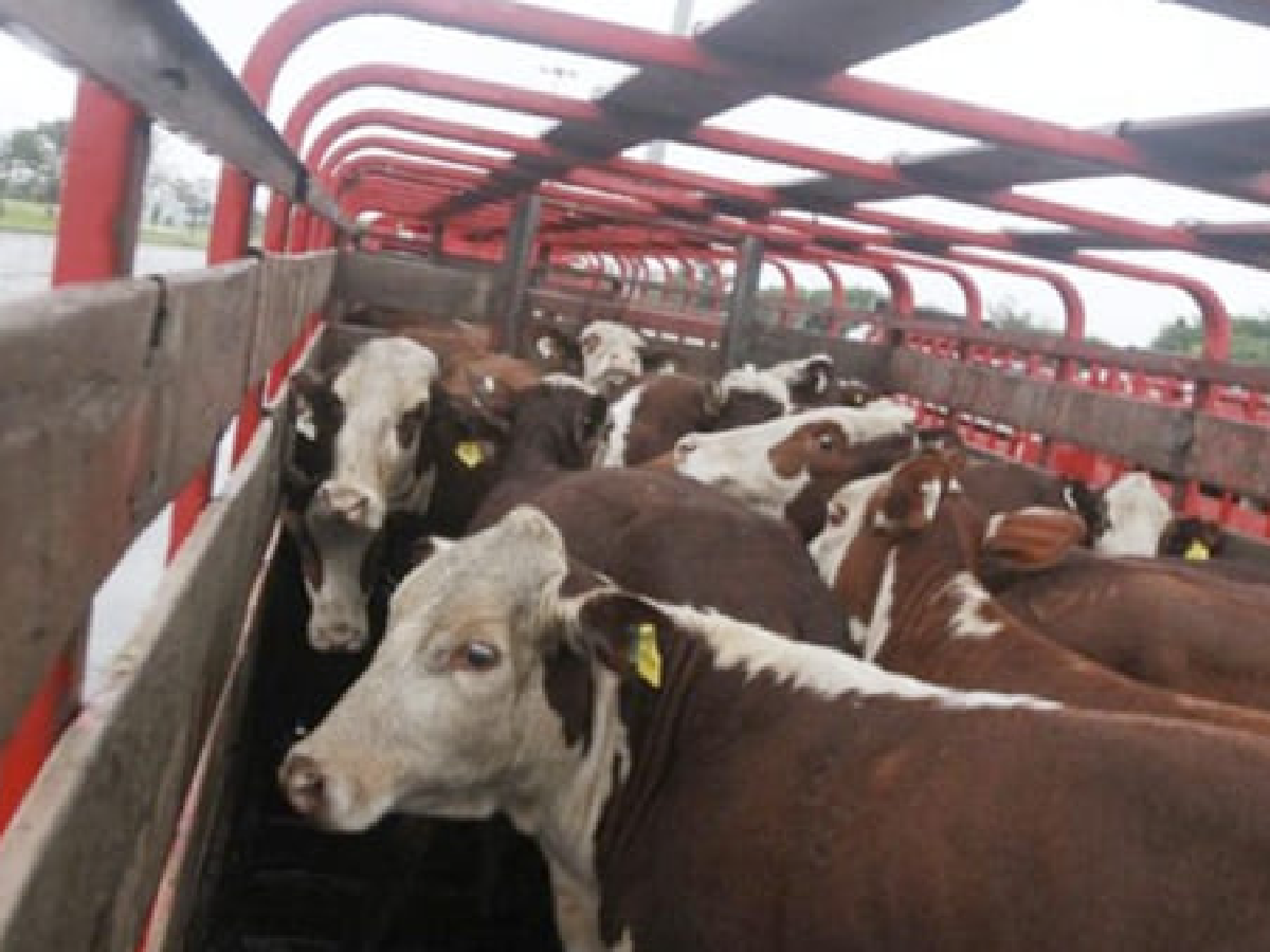 El Tío: dos detenido por transporte ilegal de ganado vacuno