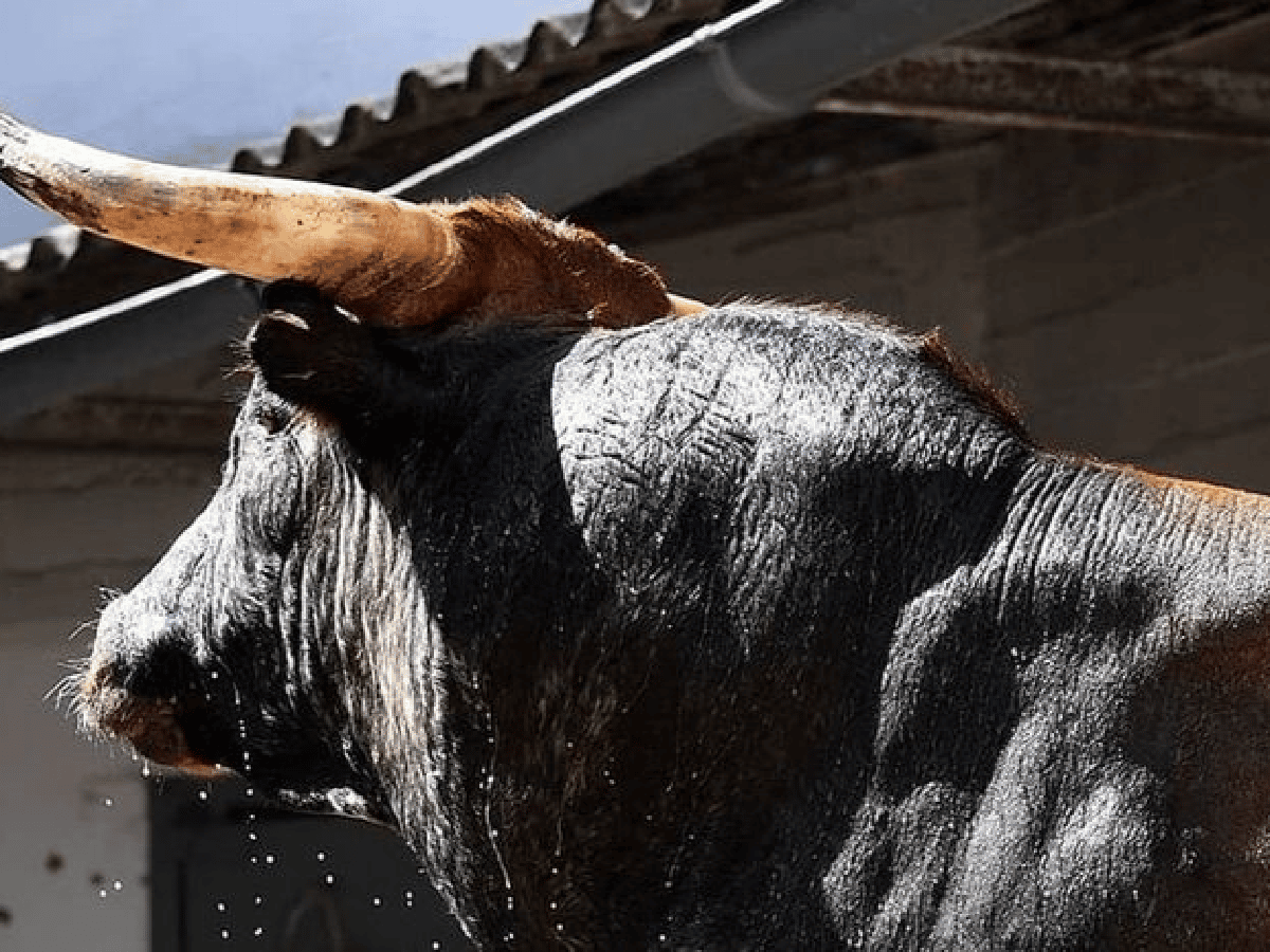 España: un toro "se hizo el muerto" y mató al carnicero que lo iba a descuartizar