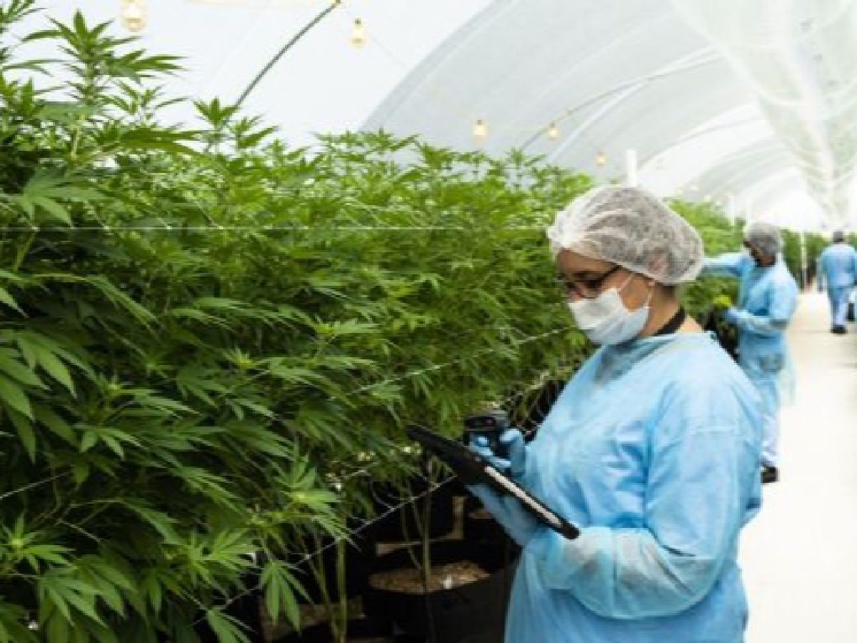 Habilitan la primera planta de producción y procesamiento de cannabis medicinal del país