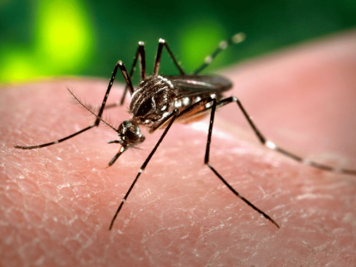 Recomendaciones para evitar casos de dengue, chikungunya y zika