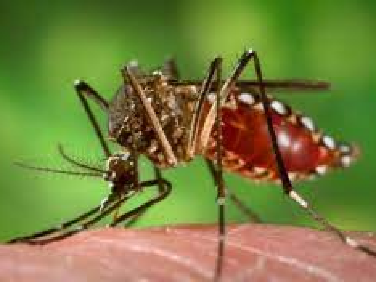 Se detectó el tercer caso de chikungunya en la provincia