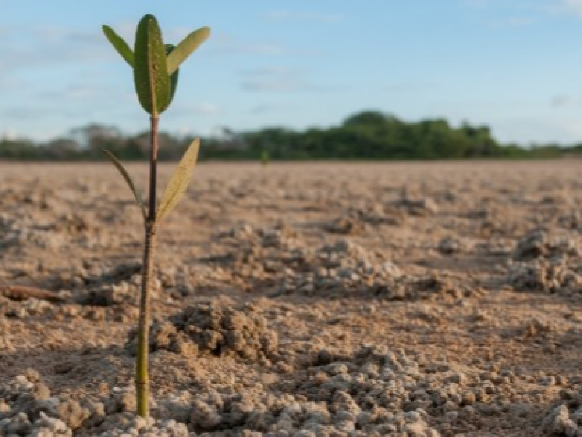 "Alivio impositivo y créditos": qué le exige el campo al Gobierno para contrarrestar la sequía