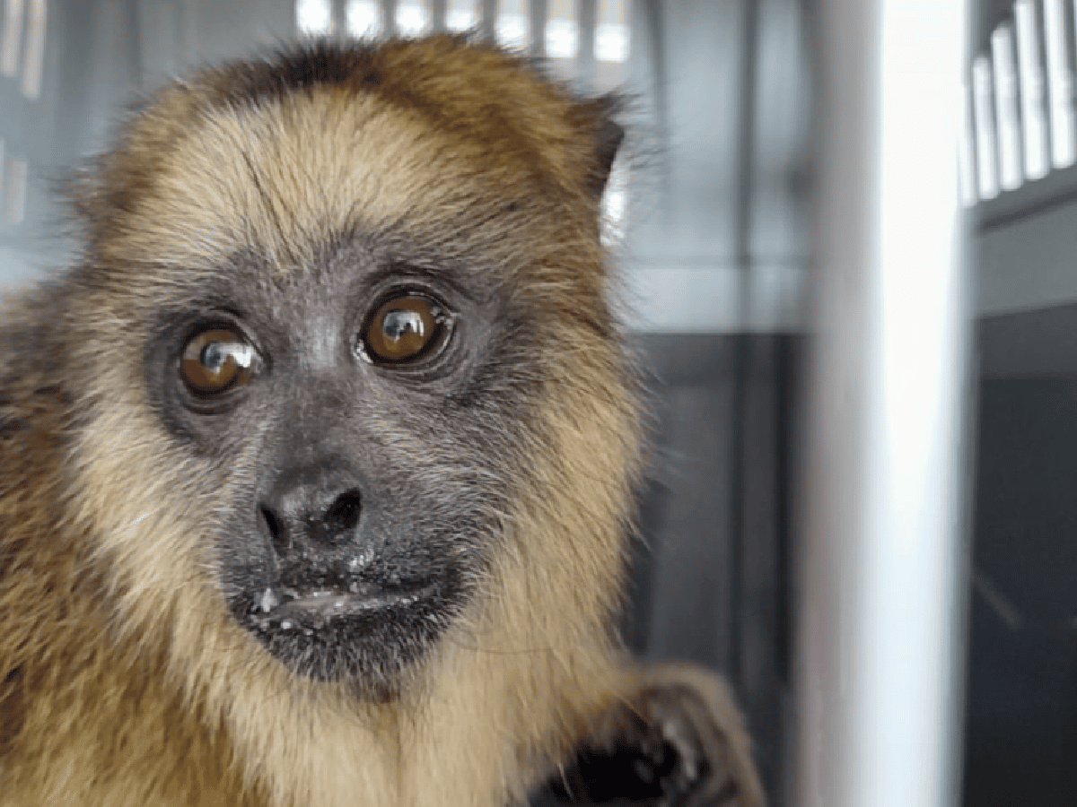 Córdoba: rescatan un mono carayá del patio de una casa
