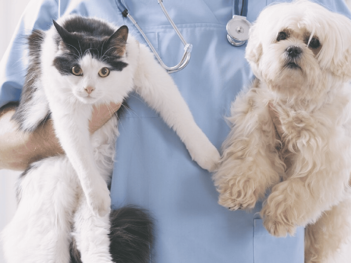 Arroyito: plan de castraciones gratuitas para perros y gatos