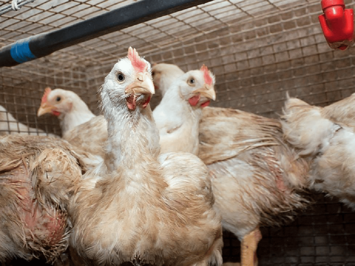 Gripe aviar en Argentina: ascienden a 19 los casos y ya se detectó en ocho provincias