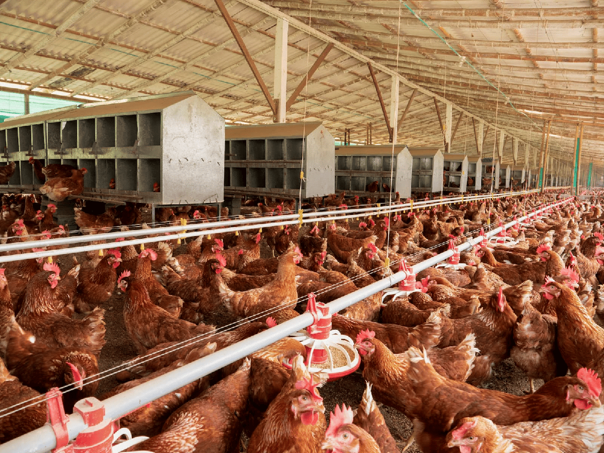 Senasa confirmó cuatro nuevos casos de gripe aviar y ascienden a 30 las detecciones