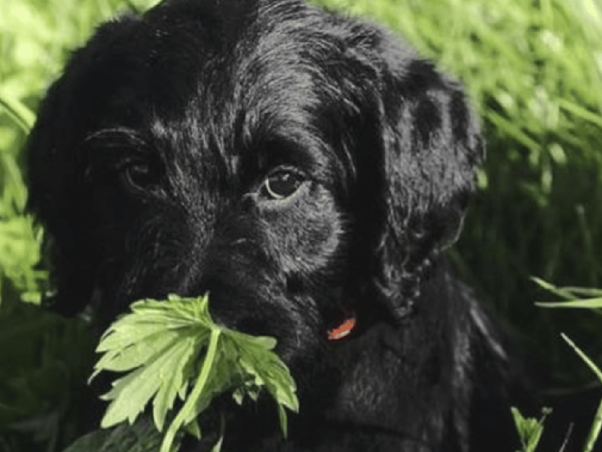 Neuquén: Oreo, el perro al que le tomaron juramento en el Poder Judicial
