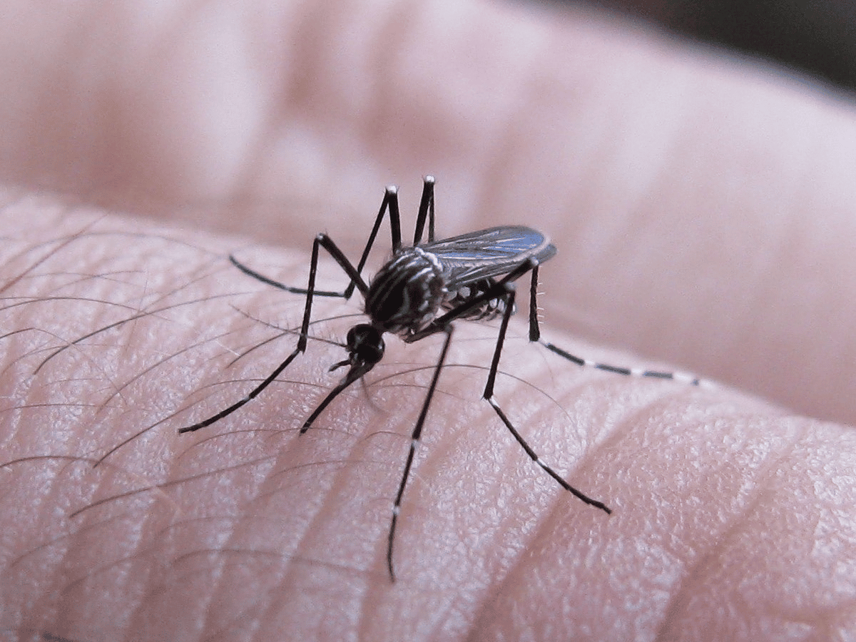 Córdoba sumó 84 casos de dengue en una semana