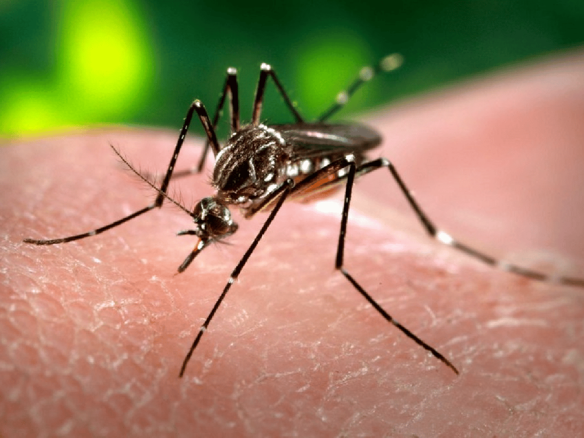 Dengue en Córdoba: ya se registraron 344 casos en la provincia
