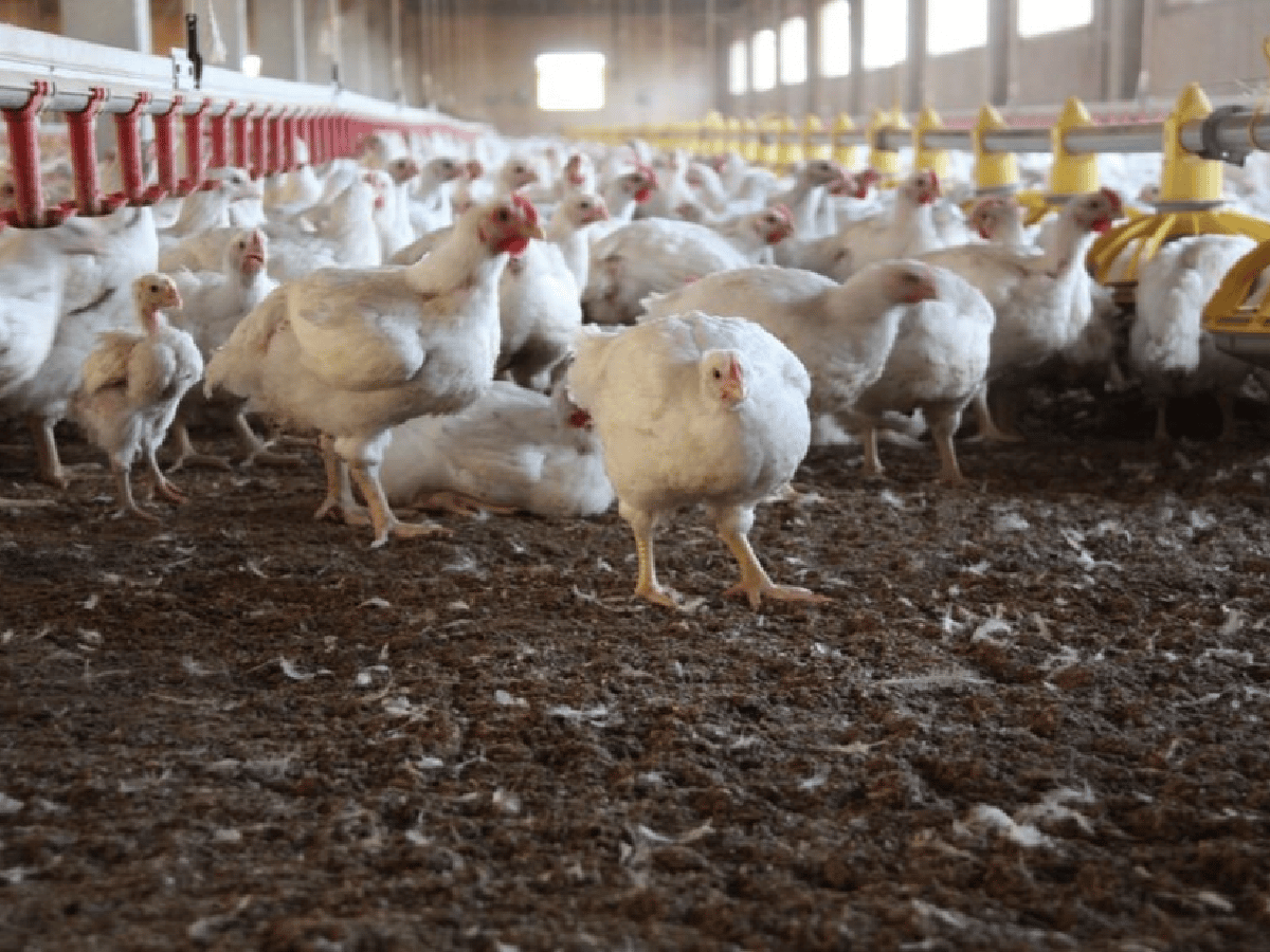 Alerta por brote de gripe aviar: murieron 240 mil gallinas en Río Negro y Mar del Plata