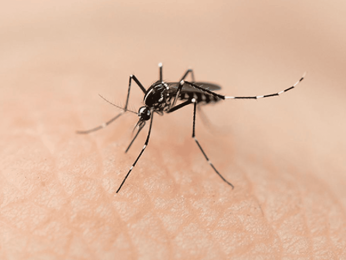 Ya suman 875 los casos de dengue en la provincia