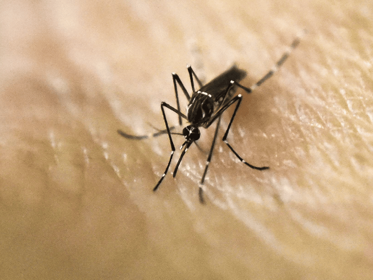 Confirman otros diez casos de dengue en Córdoba