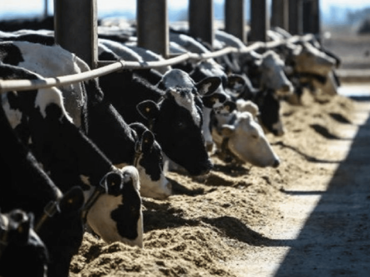 La Región Centro solicitó a Nación que la lechería sea declarada economía regional