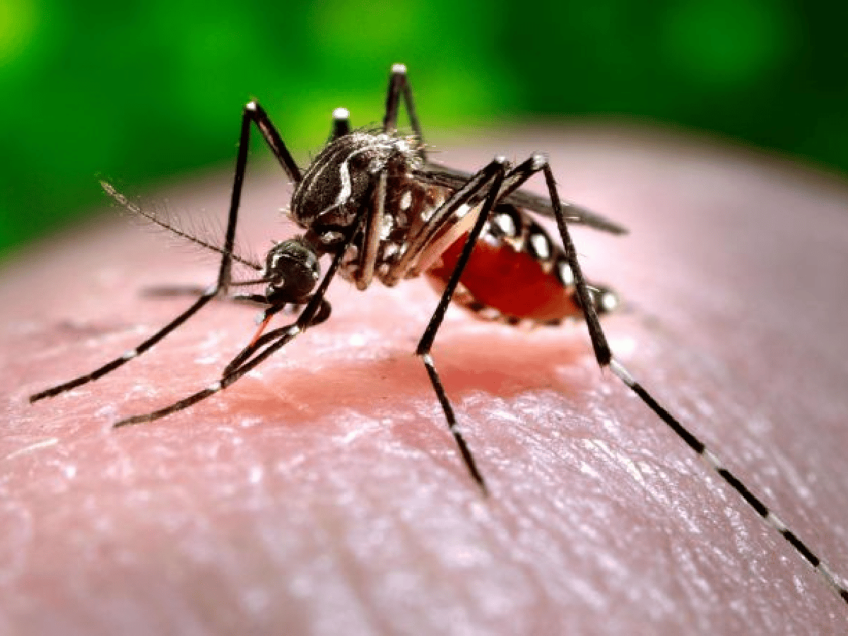 El Ministerio de Salud reportó 41.257 casos de dengue en 15 provincias