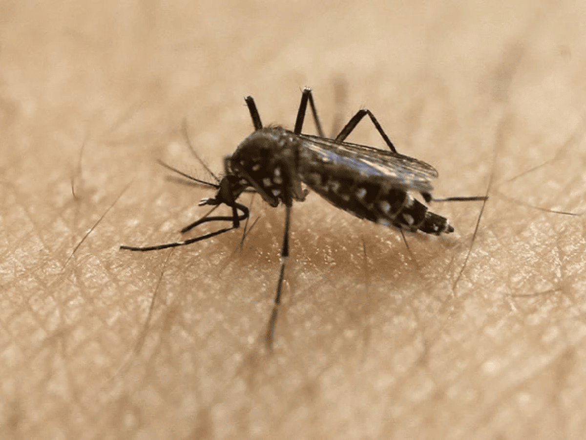 Ya son 42 los muertos por dengue en el país y los expertos creen que el brote seguirá hasta mayo