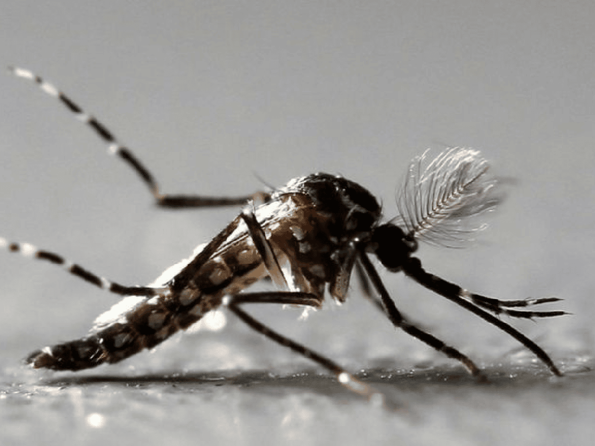 Alerta sanitaria: Récord histórico de muertes por dengue en el país: ya son 32 en ocho provincias