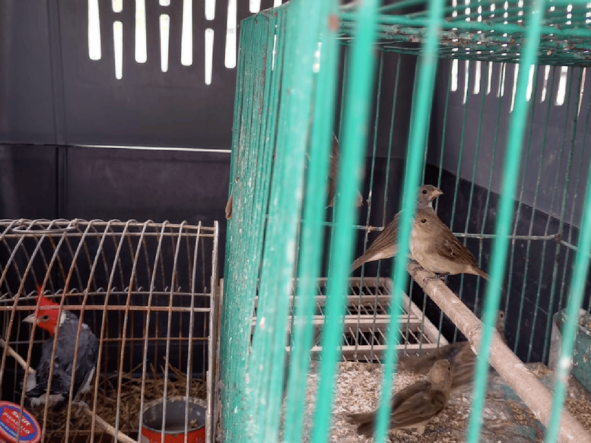 Se rescataron aves silvestres que estaban a la venta en Arroyito