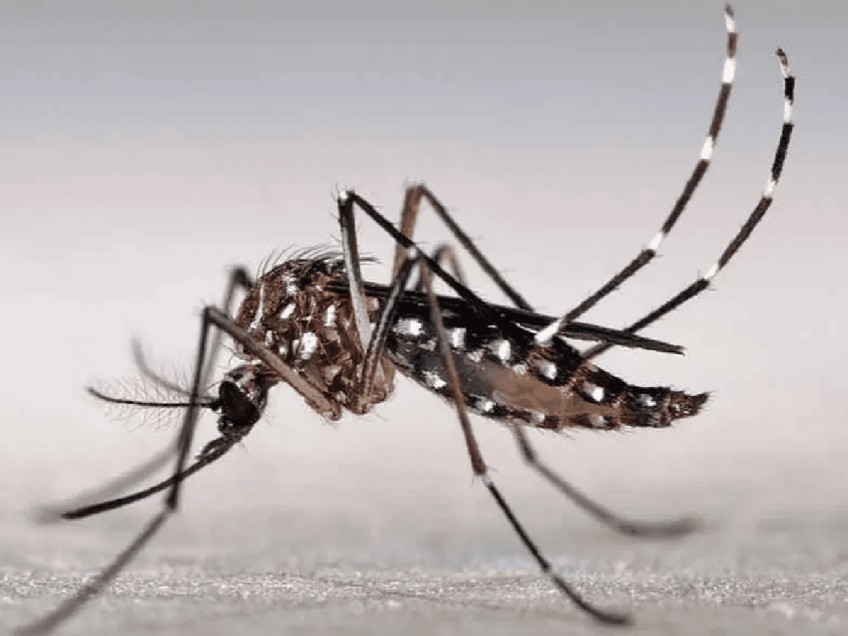 Dengue: registran descenso de casos en la provincia y en el país