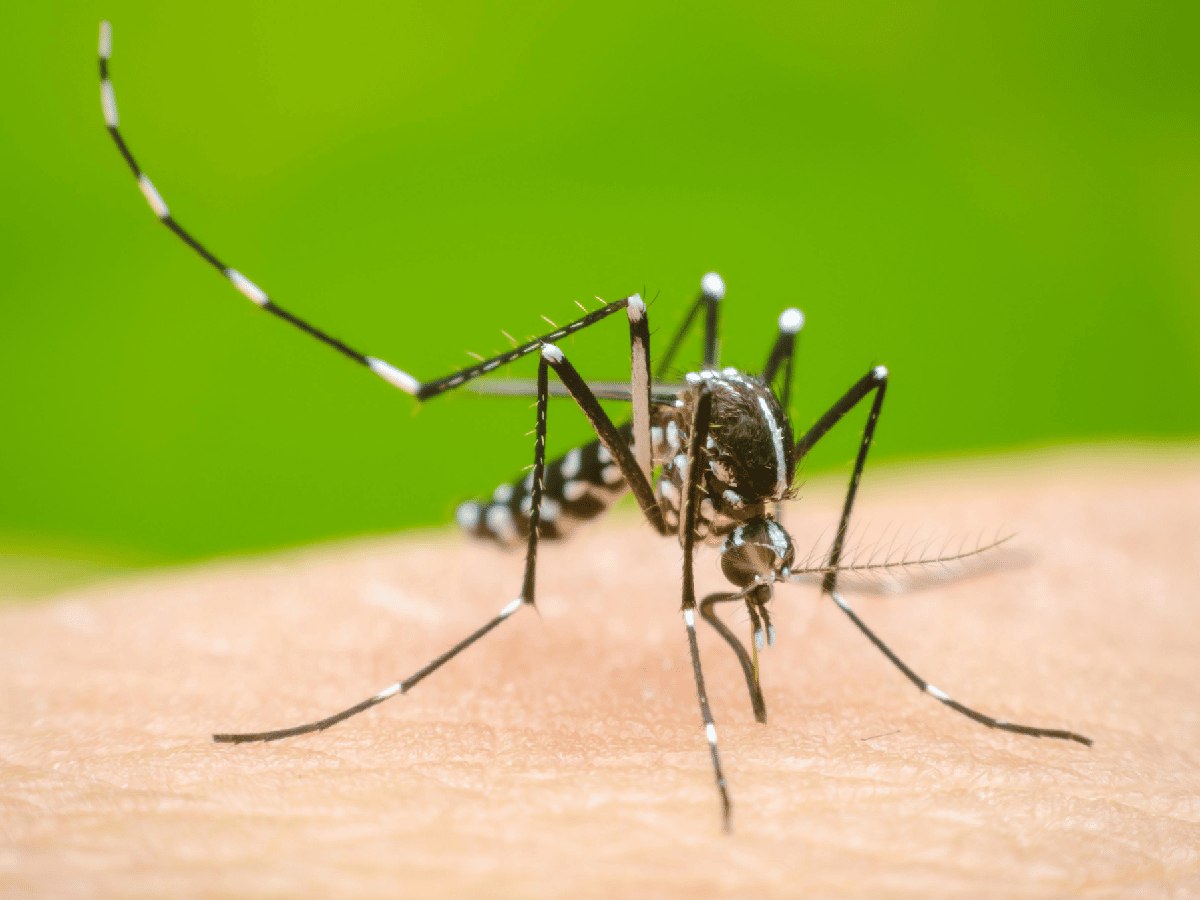 Dengue: se consolida la tendencia al descenso de casos a nivel país