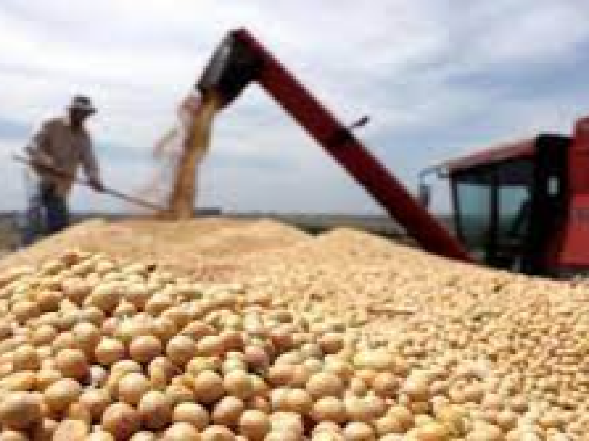 Mayo terminó con una liquidación de exportación de cereales de US$4.212 millones