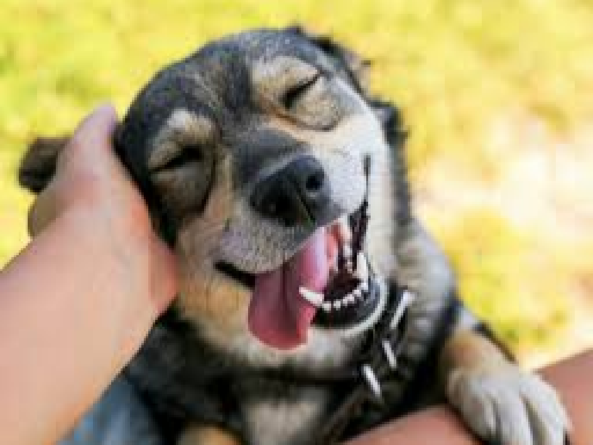 Dia Nacional del perro: por qué se conmemora cada 2 de junio