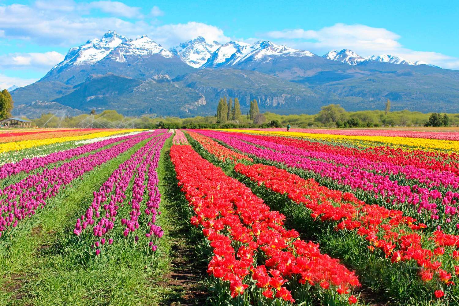Increíble explosión de colores: campos de tulipanes en la Patagonia