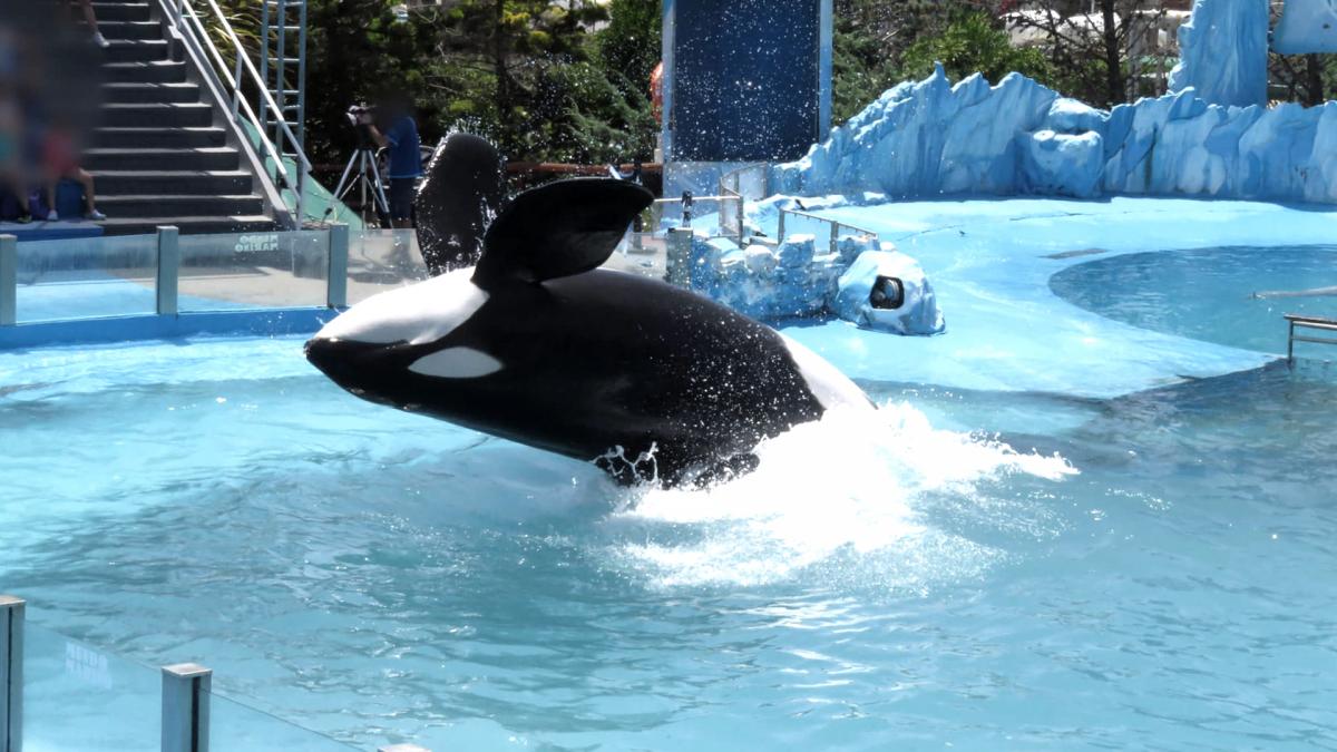 Preocupación por el estado de salud de la orca Kshamenk en Mundo Marino