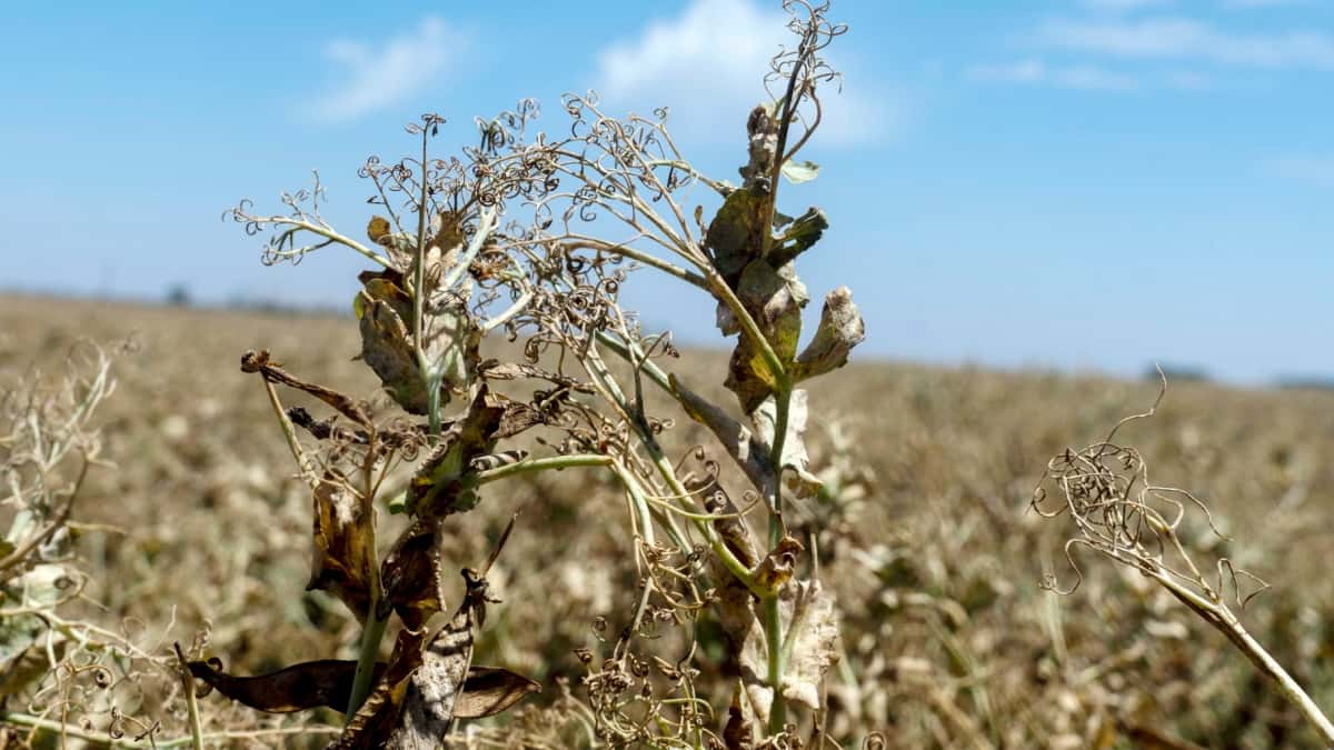 Carlos Paz en alerta roja por la falta de agua a raíz de la sequía