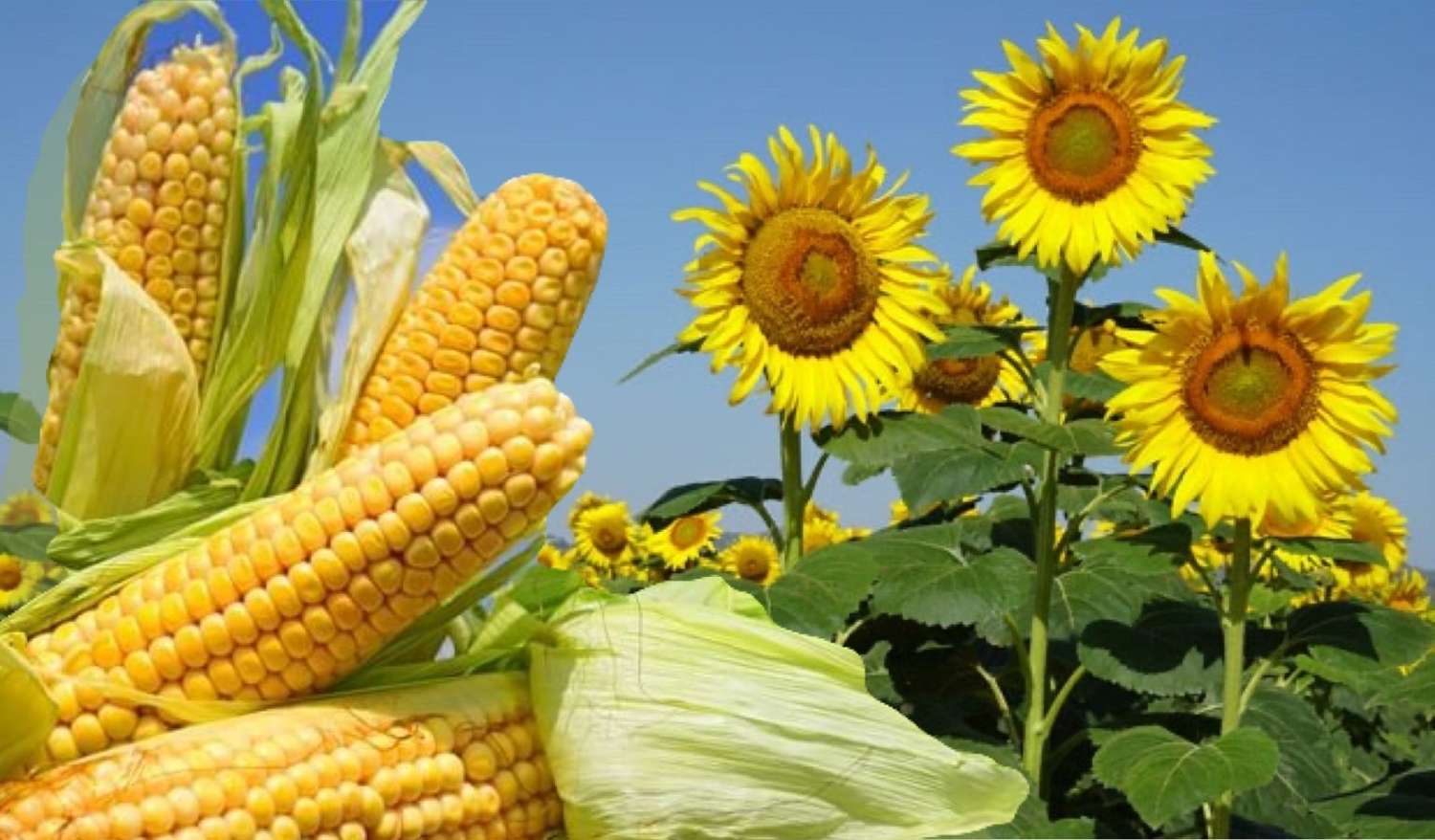 En el caso del maíz, la recaudación extra por el aumento de los DEX sería de USD 120 millones