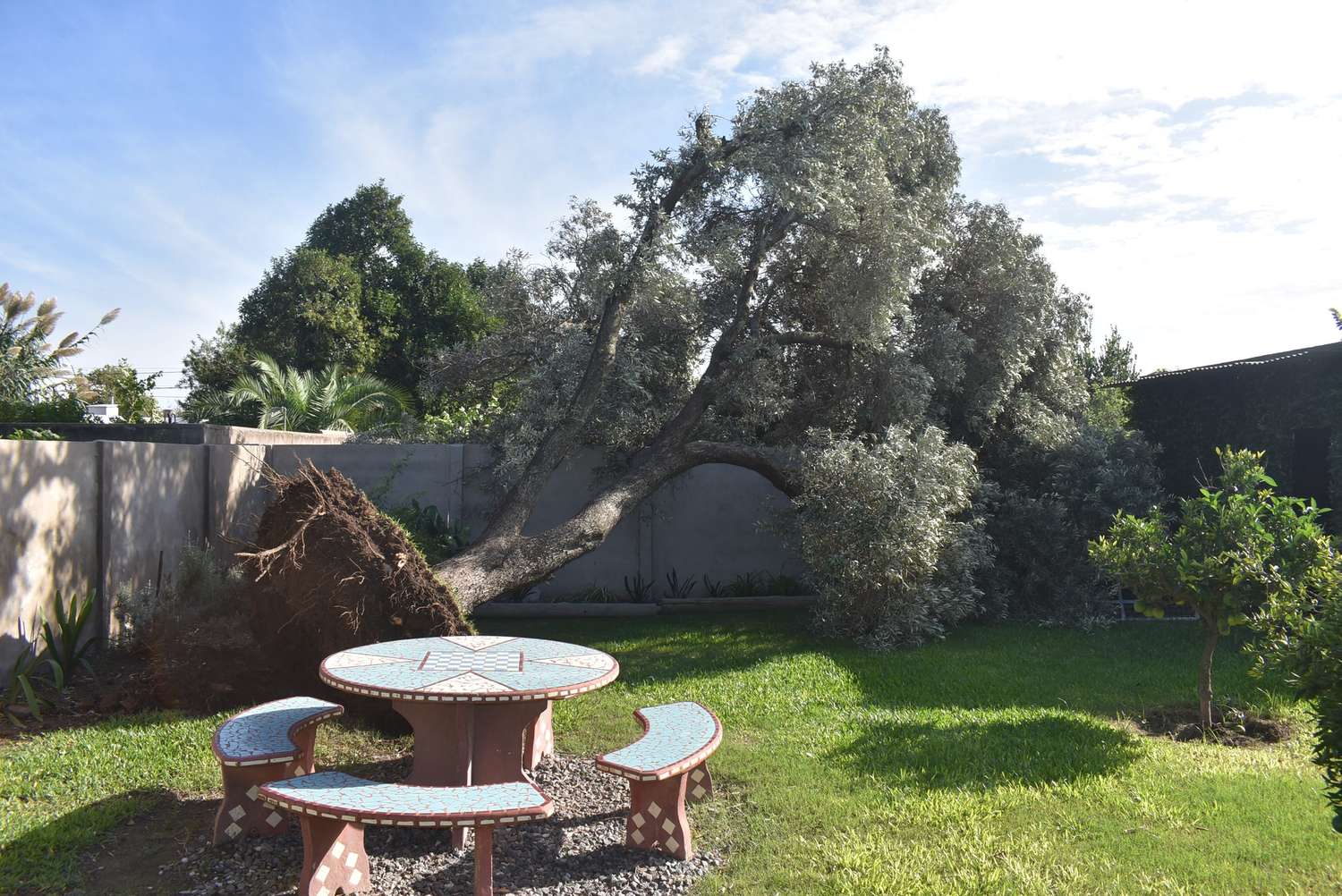 Un olivo de casi cien años, una de las pérdidas invaluables de la tormenta. (Facebook)