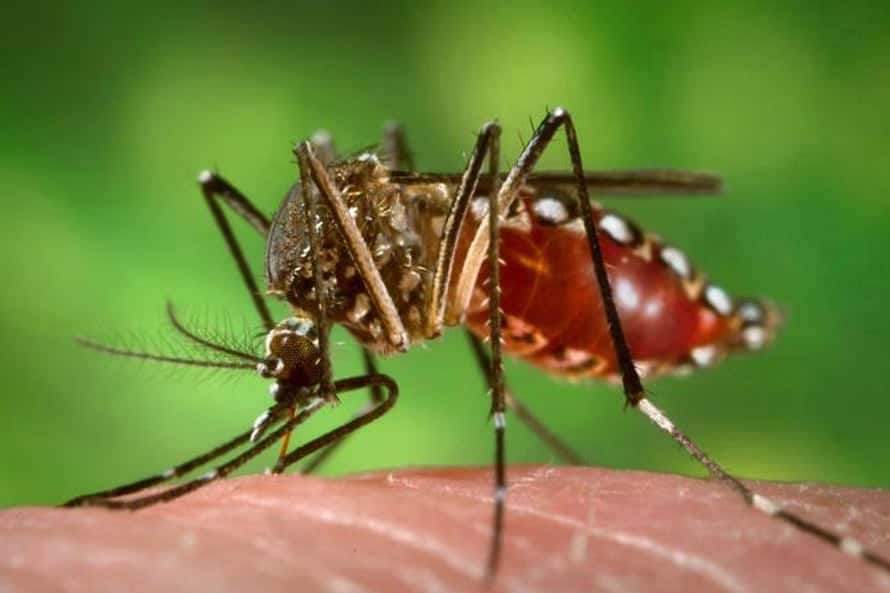 ¿Se puede tener dengue sin tener fiebre?
